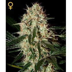 Arjan's Haze 3 - GreenHouse Seeds femminizzati GreenHouse Seeds €13,50 Arjan's Haze 3 - GreenHouse Seeds femminizzati GreenHouse Seeds €13,50