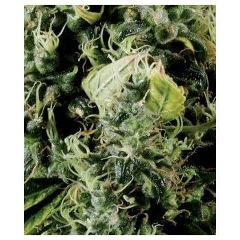 Arjan's Haze 3 - GreenHouse Seeds femminizzati GreenHouse Seeds €13,50 2