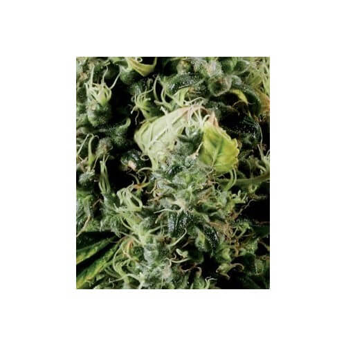Arjan's Haze 3 - GreenHouse Seeds femminizzati GreenHouse Seeds €13,50