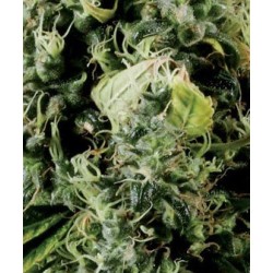 Arjan's Haze 3 - GreenHouse Seeds femminizzati GreenHouse Seeds €13,50 Arjan's Haze 3 - GreenHouse Seeds femminizzati GreenHouse Seeds €13,50