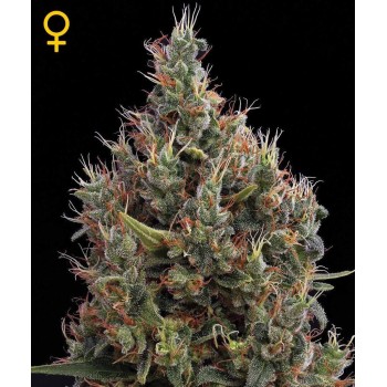 Big Bang Autofiorenti - GreenHouse Seeds femminizzati GreenHouse Seeds €25,00