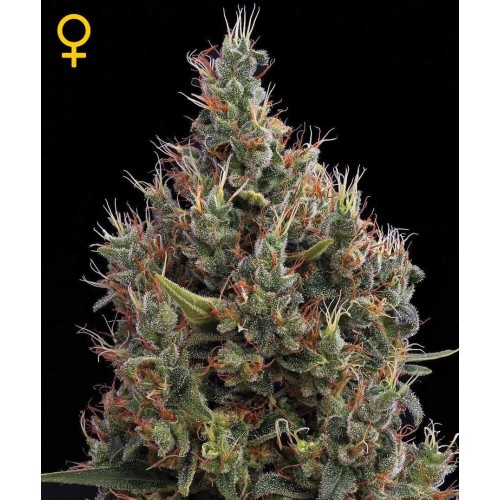 Big Bang Autofiorenti - GreenHouse Seeds femminizzati GreenHouse Seeds €25,00