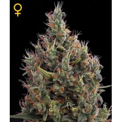 Big Bang Autofiorenti - GreenHouse Seeds femminizzati GreenHouse Seeds €25,00 Big Bang Autofiorenti - GreenHouse Seeds femminizzati GreenHouse Seeds €25,00