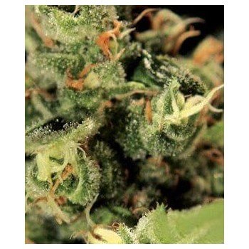 Big Bang Autofiorenti - GreenHouse Seeds femminizzati GreenHouse Seeds €25,00 2