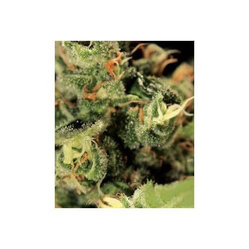 Big Bang Autofiorenti - GreenHouse Seeds femminizzati GreenHouse Seeds €25,00