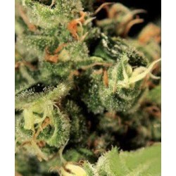 Big Bang Autofiorenti - GreenHouse Seeds femminizzati GreenHouse Seeds €25,00 Big Bang Autofiorenti - GreenHouse Seeds femminizzati GreenHouse Seeds €25,00