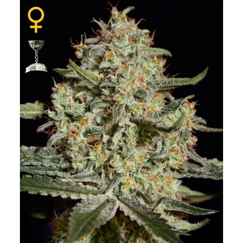 Big Bang - GreenHouse Seeds femminizzati GreenHouse Seeds €25,00