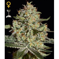 Big Bang - GreenHouse Seeds femminizzati GreenHouse Seeds €25,00