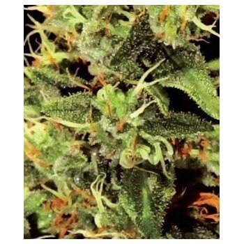 Big Bang - GreenHouse Seeds femminizzati GreenHouse Seeds €25,00 2