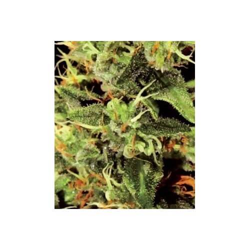 Big Bang - GreenHouse Seeds femminizzati GreenHouse Seeds €25,00