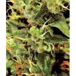 Big Bang - GreenHouse Seeds femminizzati GreenHouse Seeds €25,00