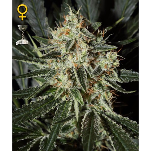 Cheese - GreenHouse Seeds femminizzati GreenHouse Seeds €22,50