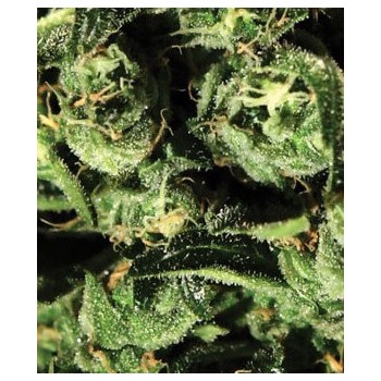 Cheese - GreenHouse Seeds femminizzati GreenHouse Seeds €22,50 2