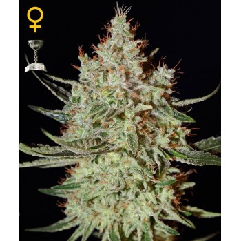K-Train - GreenHouse Seeds femminizzati GreenHouse Seeds €27,50