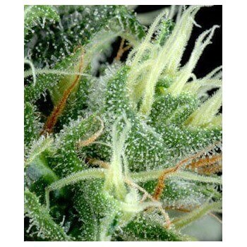 K-Train - GreenHouse Seeds femminizzati GreenHouse Seeds €27,50 2