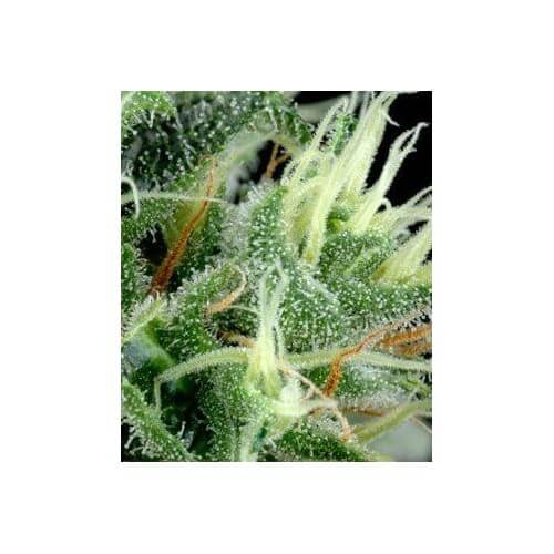 K-Train - GreenHouse Seeds femminizzati GreenHouse Seeds €27,50