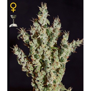 NL5 Haze Mist - GreenHouse Seeds femminizzati GreenHouse Seeds €25,00