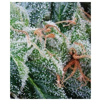 NL5 Haze Mist - GreenHouse Seeds femminizzati GreenHouse Seeds €25,00 2