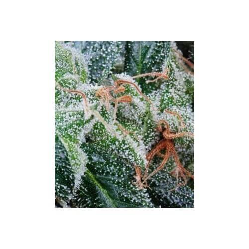 NL5 Haze Mist - GreenHouse Seeds femminizzati GreenHouse Seeds €25,00