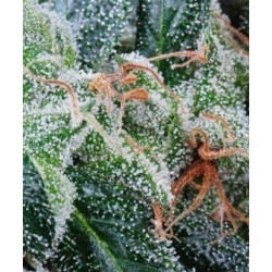 NL5 Haze Mist - GreenHouse Seeds femminizzati GreenHouse Seeds €25,00