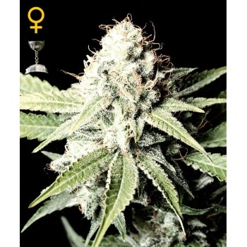 Great White Shark - GreenHouse Seeds femminizzati GreenHouse Seeds €29,00