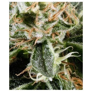 Great White Shark - GreenHouse Seeds femminizzati GreenHouse Seeds €29,00 2