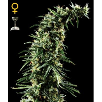 Hawaiian Snow
- Sativa 80% / Indica 20%
- 12 Settimane
- Ultima settimana di ottobre 2