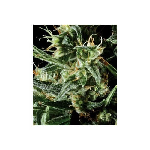 Hawaiian Snow - GreenHouse Seeds femminizzati GreenHouse Seeds €32,50
