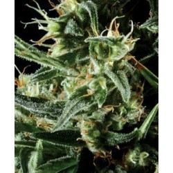 Hawaiian Snow - GreenHouse Seeds femminizzati GreenHouse Seeds €32,50