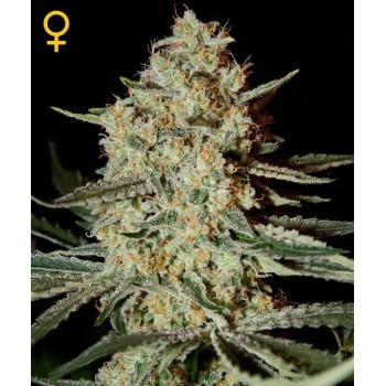 Himalaya Gold - GreenHouse Seeds femminizzati GreenHouse Seeds €25,00