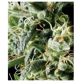Himalaya Gold - GreenHouse Seeds femminizzati GreenHouse Seeds €25,00 2