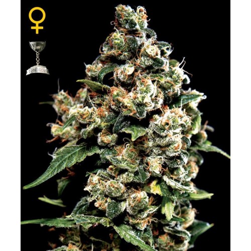 Jack Herer - GreenHouse Seeds femminizzati GreenHouse Seeds €25,00