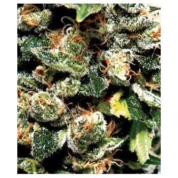 Jack Herer - GreenHouse Seeds femminizzati GreenHouse Seeds €25,00 2