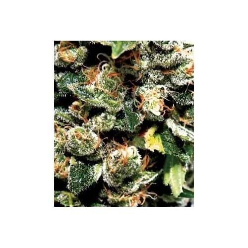 Jack Herer - GreenHouse Seeds femminizzati GreenHouse Seeds €25,00