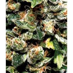 Jack Herer - GreenHouse Seeds femminizzati GreenHouse Seeds €25,00