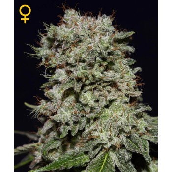 Kalashnikova - GreenHouse Seeds femminizzati GreenHouse Seeds €22,50