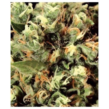 Kalashnikova - GreenHouse Seeds femminizzati GreenHouse Seeds €22,50 2