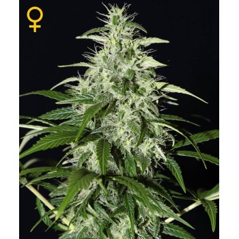 Kalashnikova Autofiorenti - GreenHouse Seeds femminizzati GreenHouse Seeds €25,00