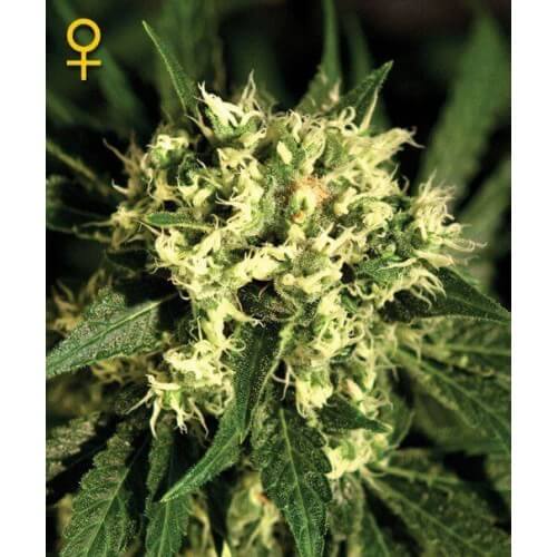 Kalashnikova Autofiorenti - GreenHouse Seeds femminizzati GreenHouse Seeds €25,00