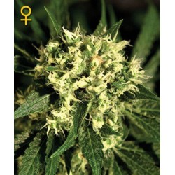 Kalashnikova Autofiorenti - GreenHouse Seeds femminizzati GreenHouse Seeds €25,00