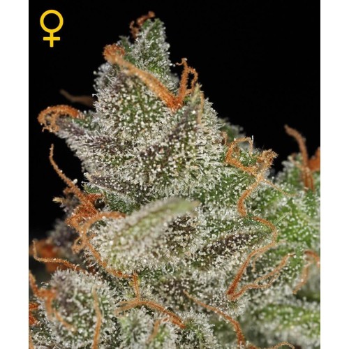 King's Kush - GreenHouse Seeds femminizzati GreenHouse Seeds €25,00