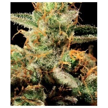 King's Kush - GreenHouse Seeds femminizzati GreenHouse Seeds €25,00 2
