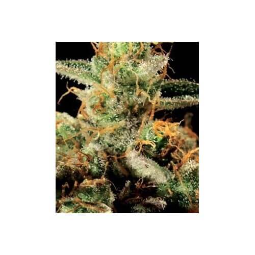 King's Kush - GreenHouse Seeds femminizzati GreenHouse Seeds €25,00