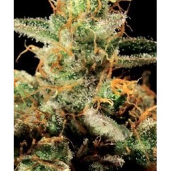 King's Kush - GreenHouse Seeds femminizzati GreenHouse Seeds €25,00