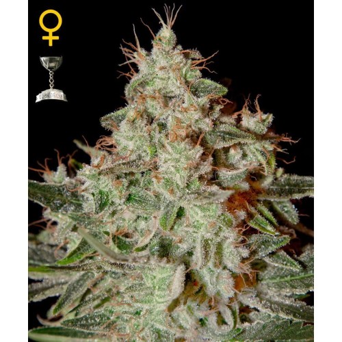 Lemon Skunk - GreenHouse Seeds femminizzati GreenHouse Seeds €17,00