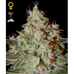 Lemon Skunk - GreenHouse Seeds femminizzati GreenHouse Seeds €17,00