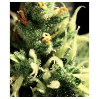Lemon Skunk - GreenHouse Seeds femminizzati GreenHouse Seeds €17,00 2
