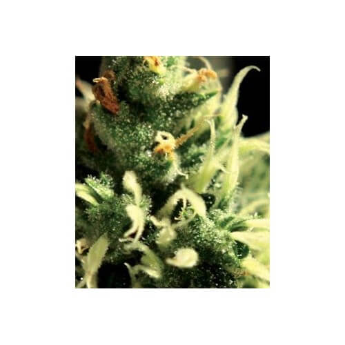 Lemon Skunk - GreenHouse Seeds femminizzati GreenHouse Seeds €17,00