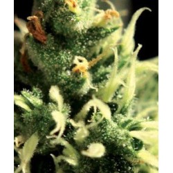 Lemon Skunk - GreenHouse Seeds femminizzati GreenHouse Seeds €17,00