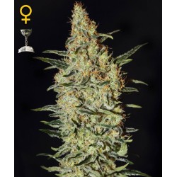 Neville's Haze - GreenHouse Seeds femminizzati GreenHouse Seeds €32,50